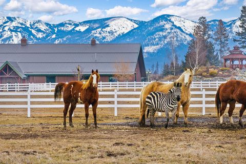 Tiny photo for 1187 & 1195 Hodgson Road, Columbia Falls, MT 59912 (MLS # 30067035)