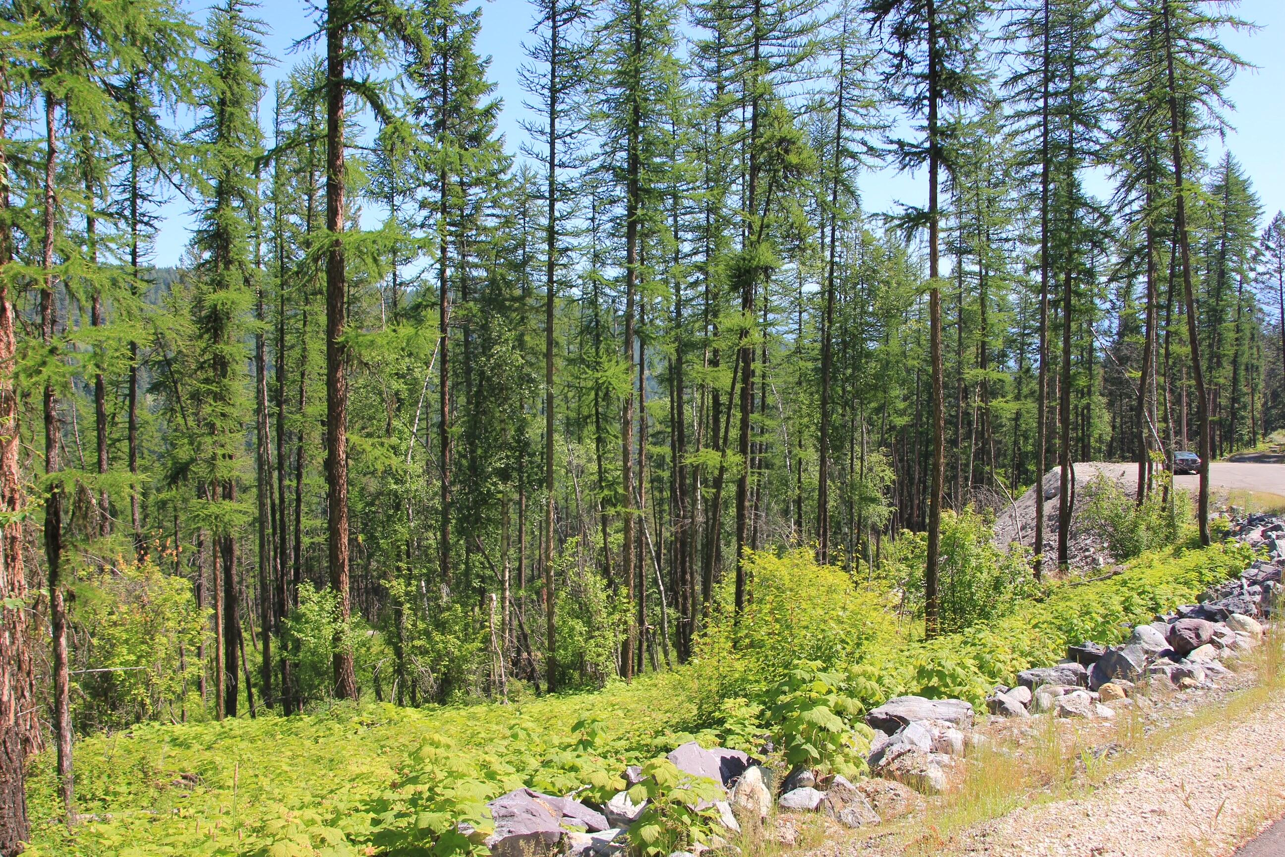 237 Timberjack Trail