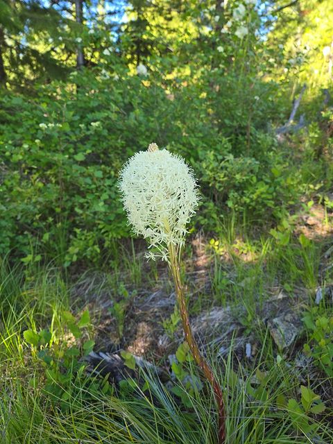 Tiny photo for 11 Nine Mile Road, Huson, MT 59846 (MLS # 30073197)