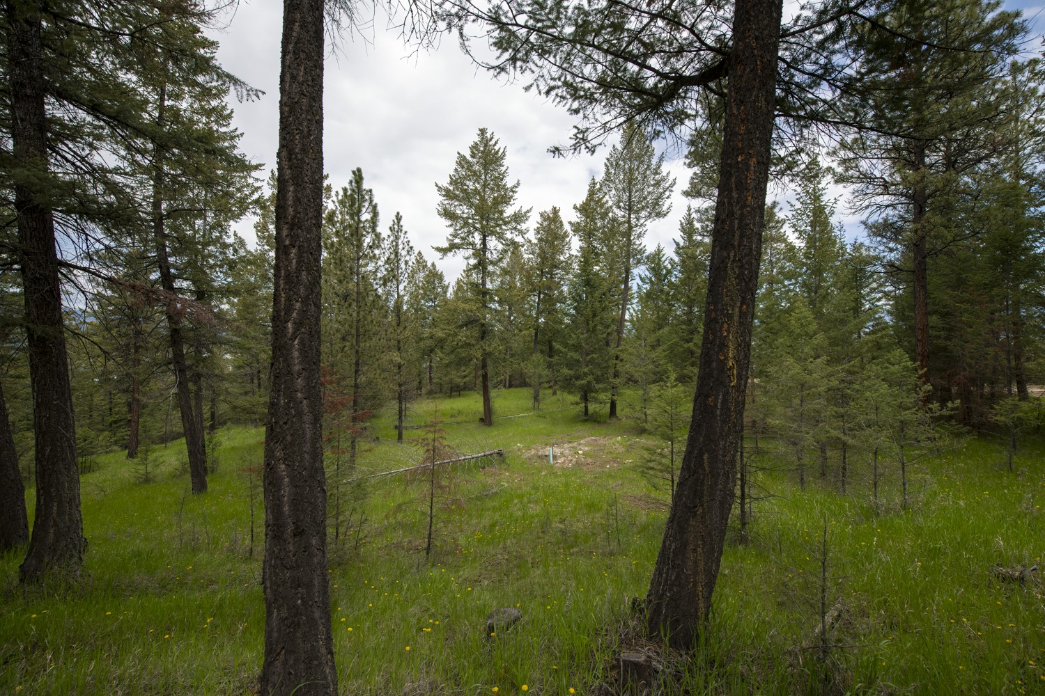 Lot 1 Elk Camp