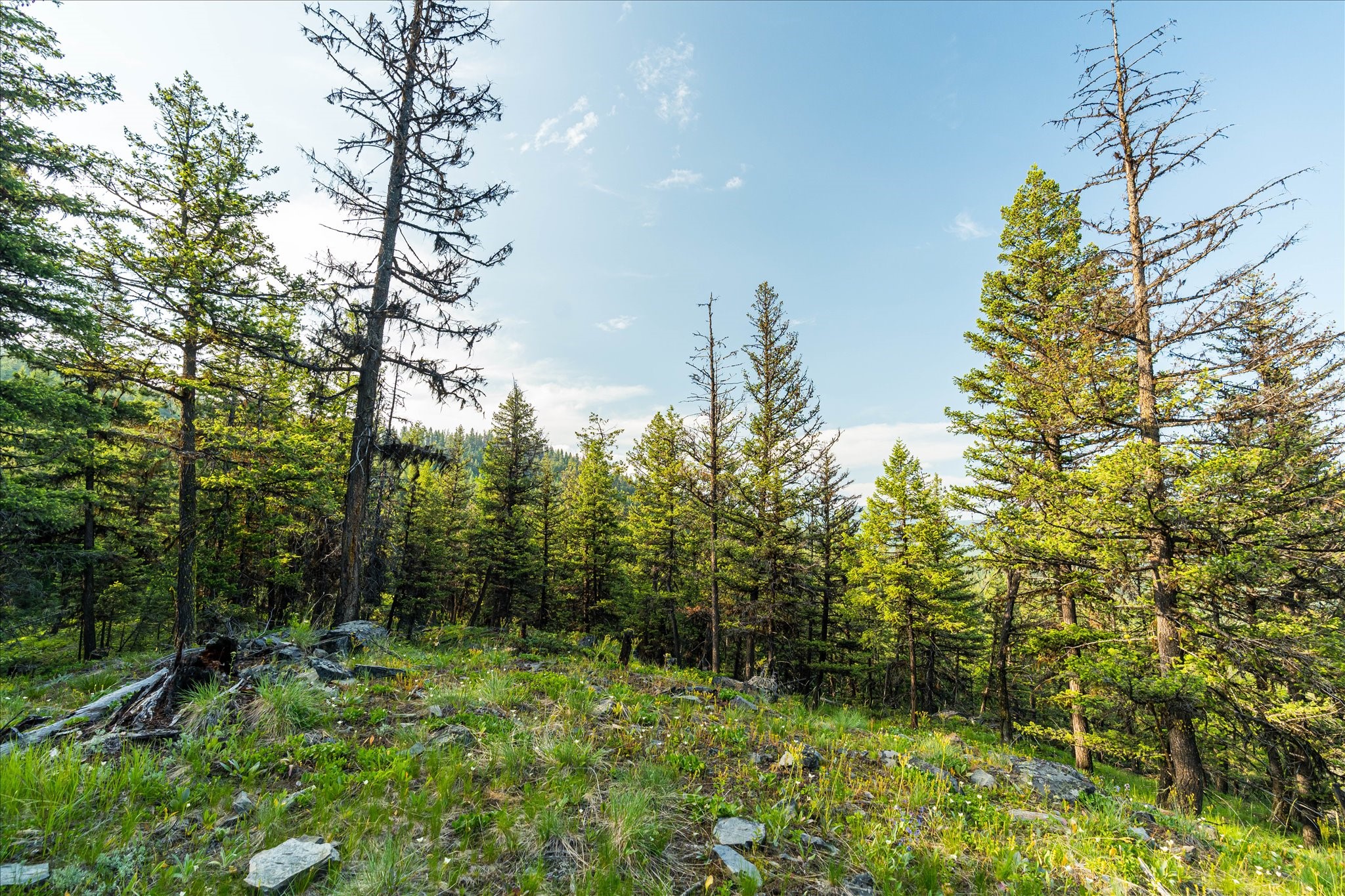 Marion, Montana 59925, United States, ,Land,Active,59520