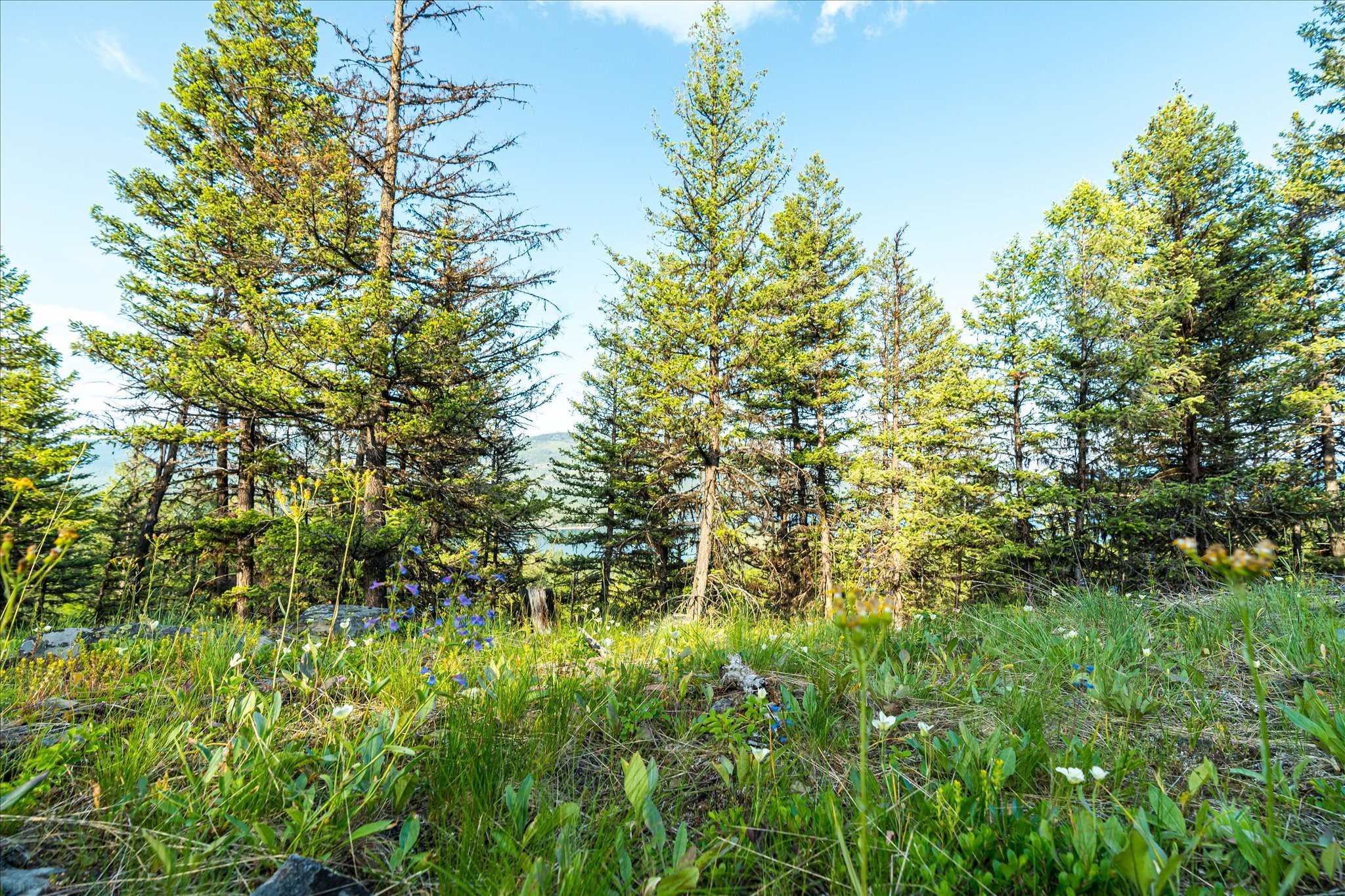Marion, Montana 59925, United States, ,Land,Active,59520