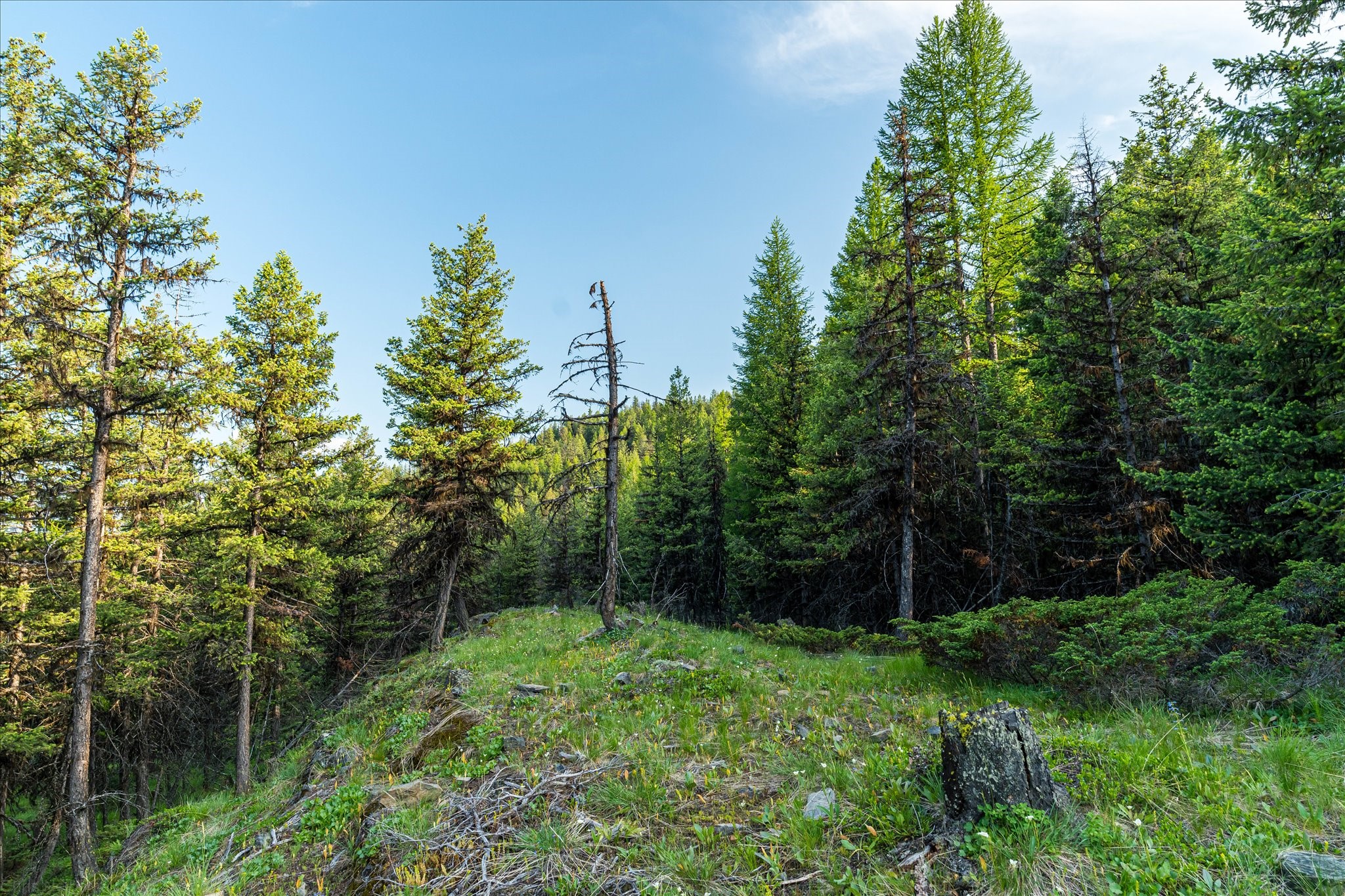 Marion, Montana 59925, United States, ,Land,Active,59520