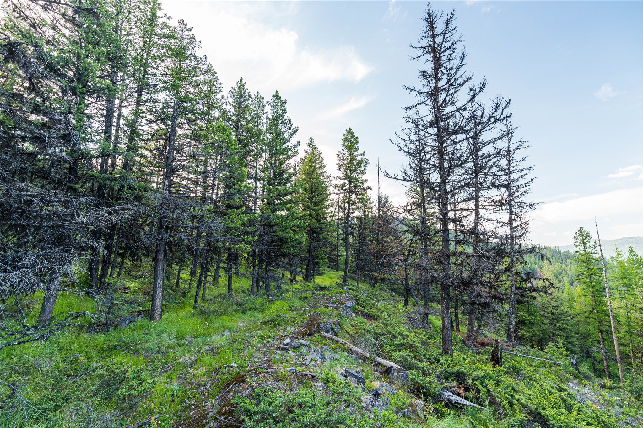 Marion, Montana 59925, United States, ,Land,Active,59520