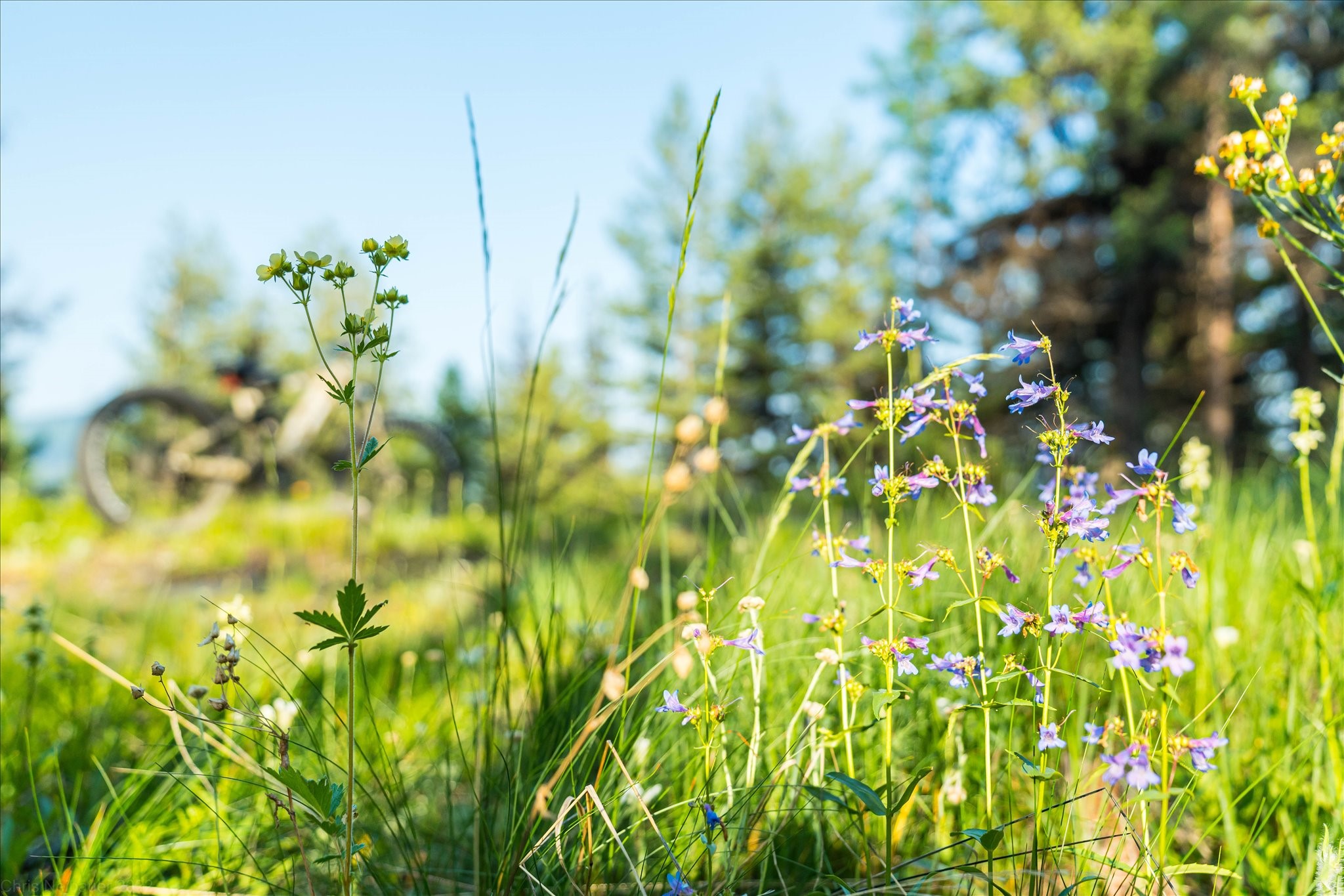 Marion, Montana 59925, United States, ,Land,Active,59520