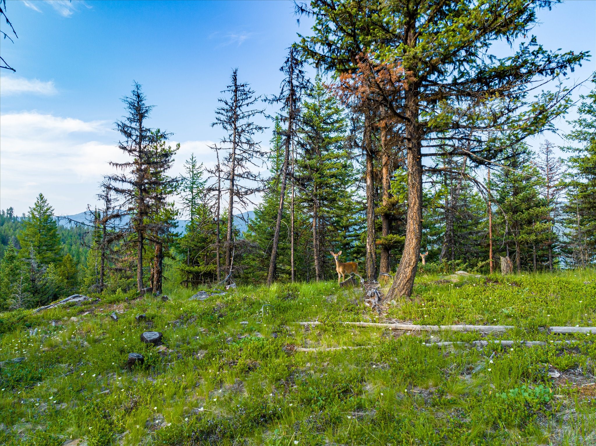 Marion, Montana 59925, United States, ,Land,Active,59520