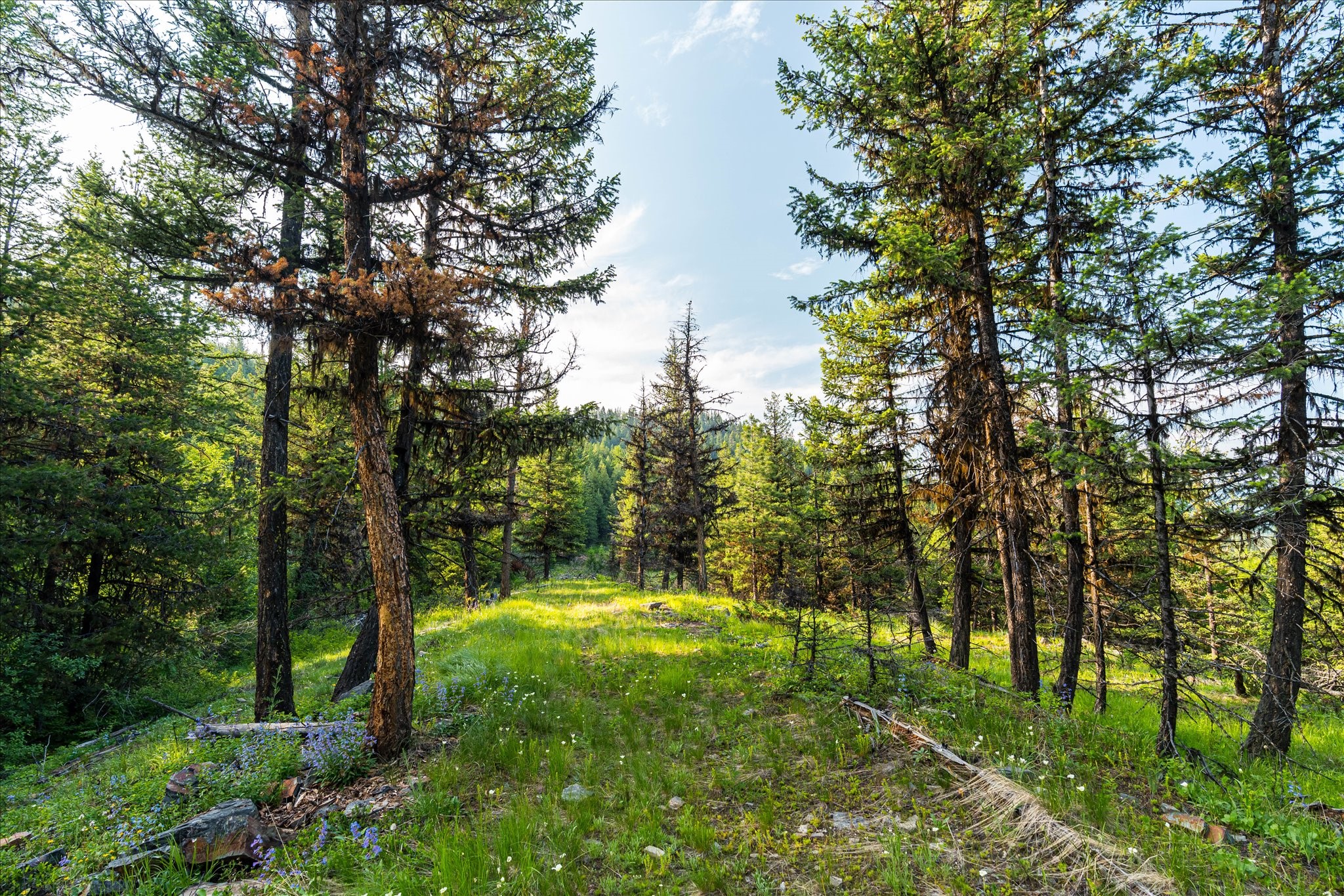 Marion, Montana 59925, United States, ,Land,Active,59520