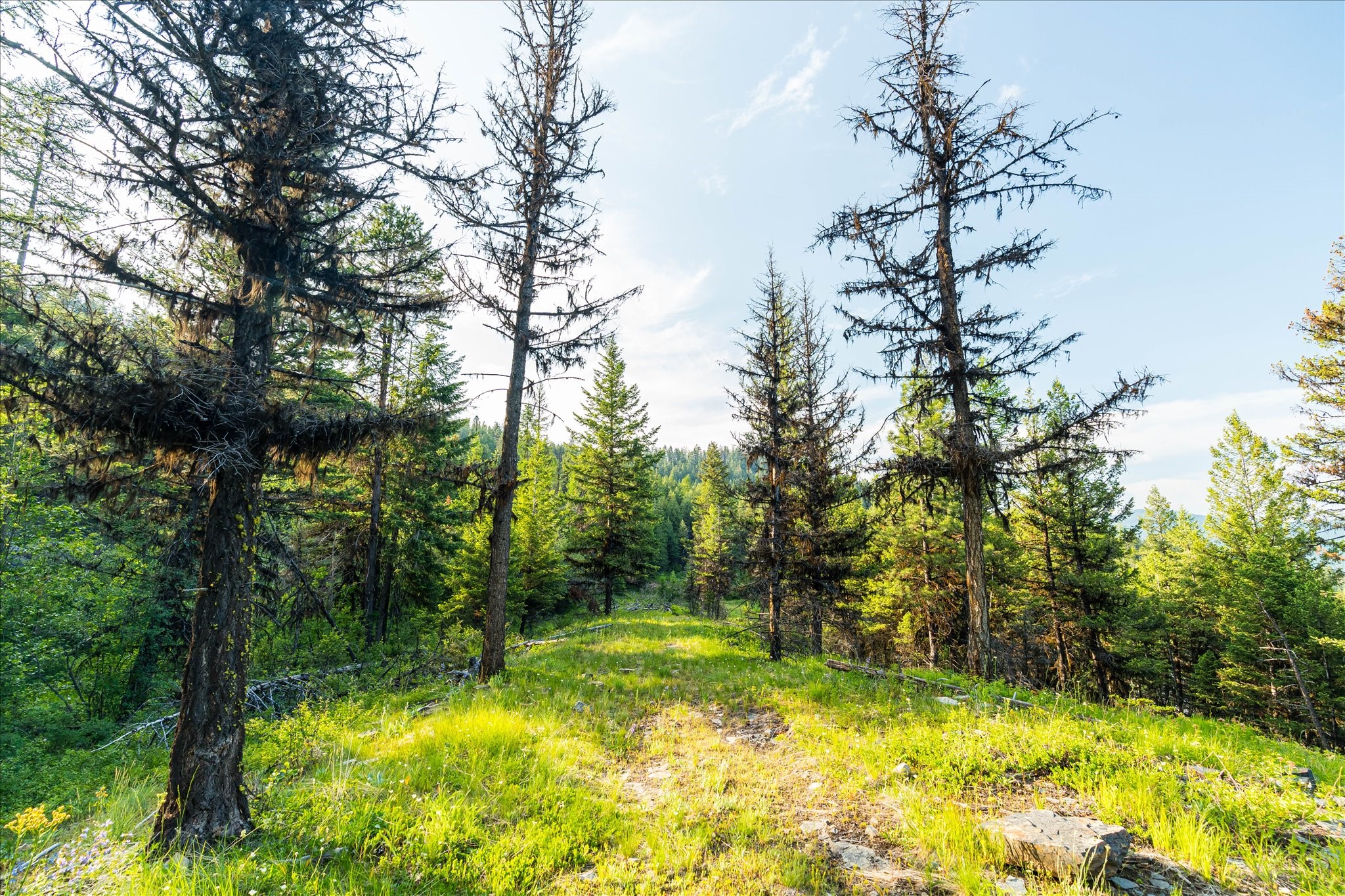 Marion, Montana 59925, United States, ,Land,Active,59520