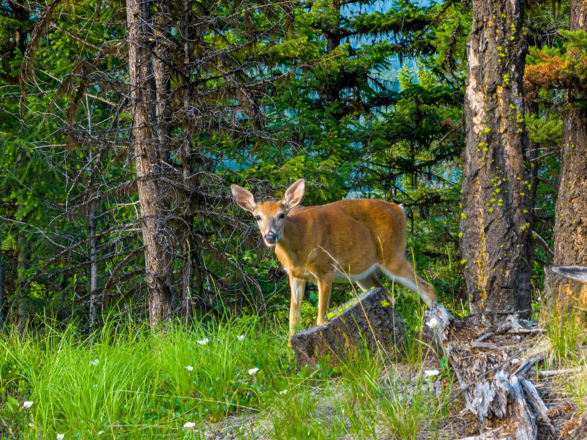 Marion, Montana 59925, United States, ,Land,Active,59520