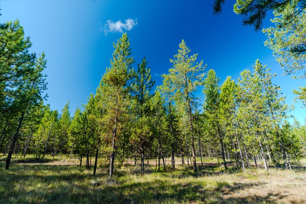 Photo of 21 Gunsite Court, Marion, MT 59925 (MLS # 30078210)