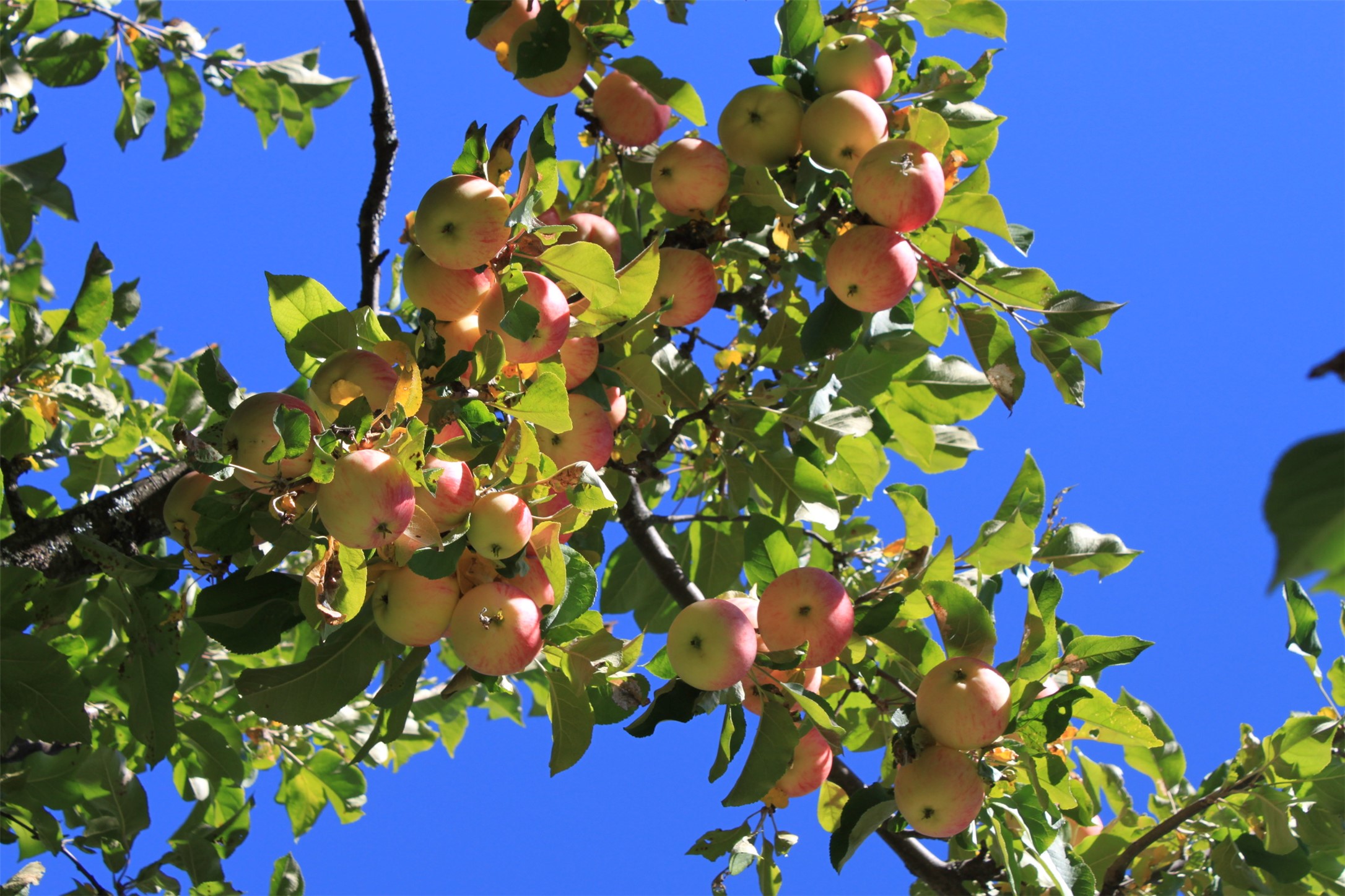 Bigfork, Montana 59911, United States, 3 Bedrooms Bedrooms, ,2 BathroomsBathrooms,Residential,Active,147207