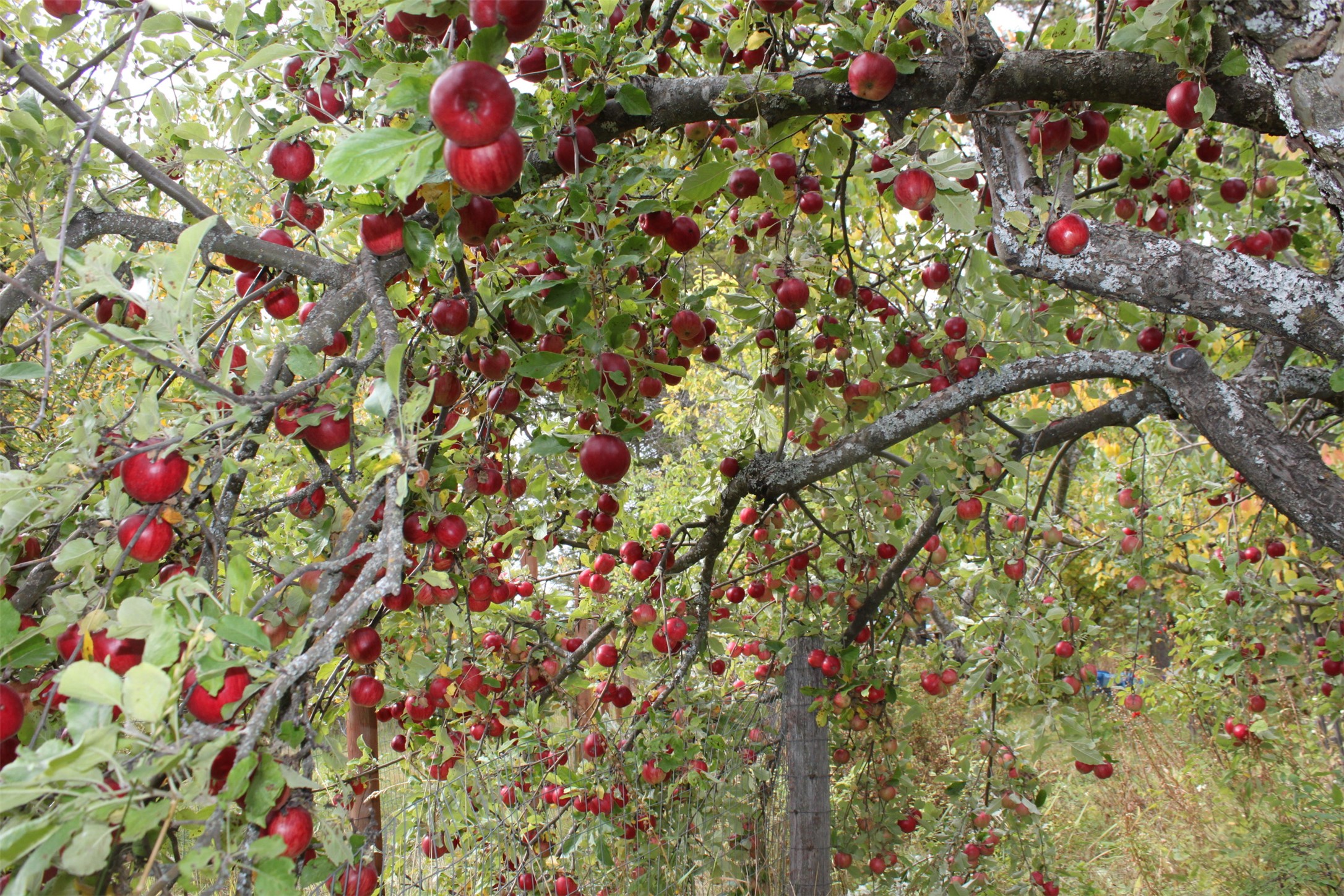 Bigfork, Montana 59911, United States, 3 Bedrooms Bedrooms, ,2 BathroomsBathrooms,Residential,Active,147207