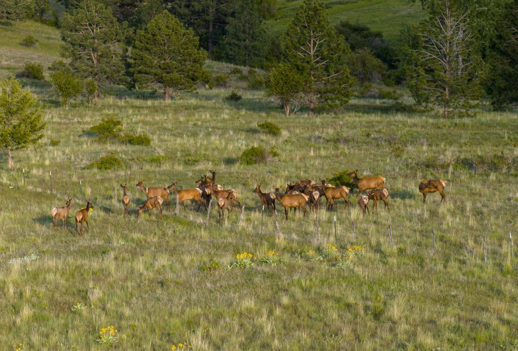 Photo of 8337 Lamar Trail, Lolo, MT 59847 (MLS # 30050213)