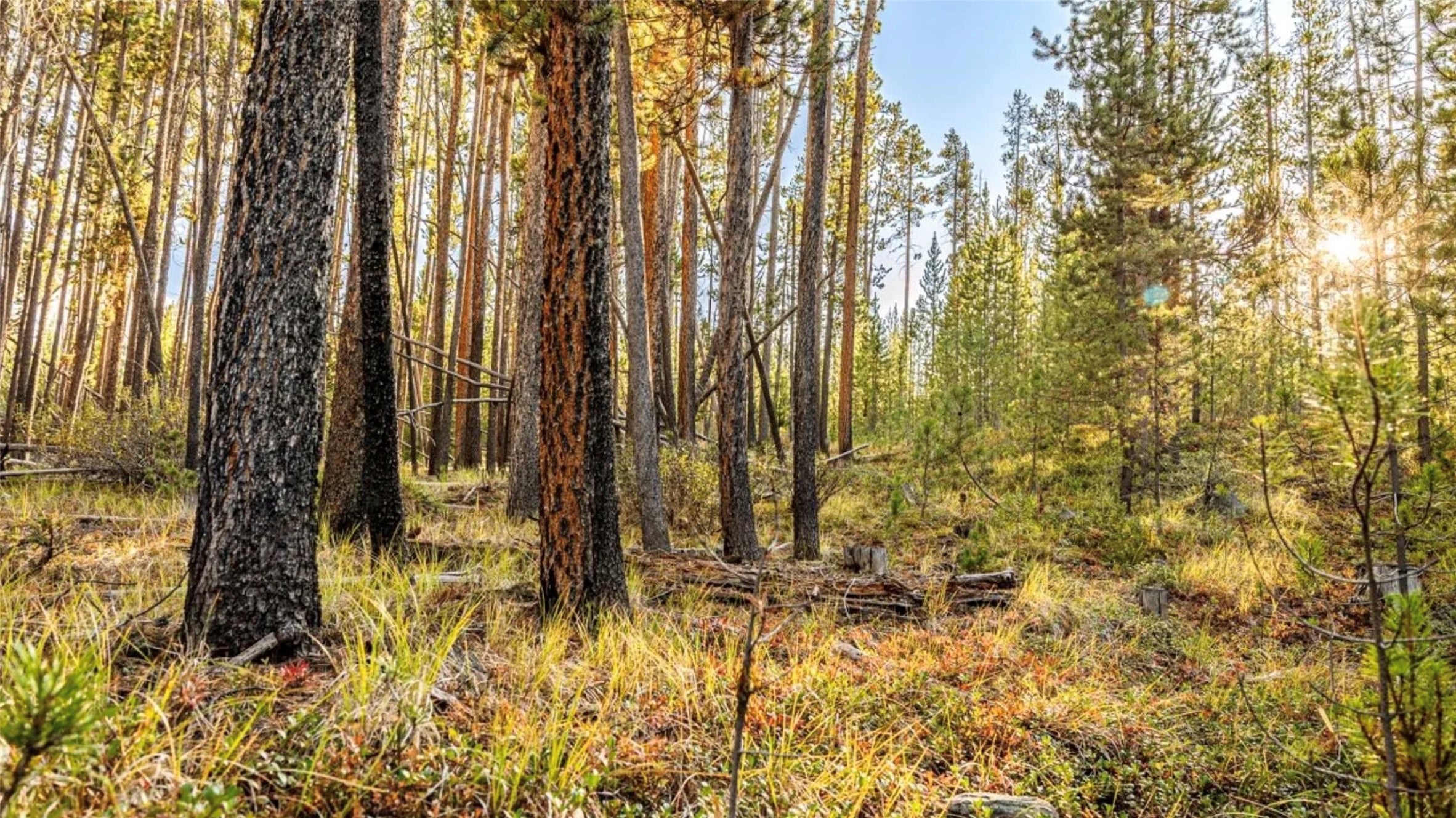 Lot 12 TBD Herring Flats Rd Drive