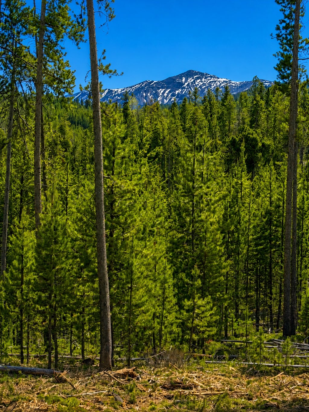 Photo of Lot 12 TBD Herring Flats Rd Drive, Anaconda, MT 59711 (MLS # 30078018)