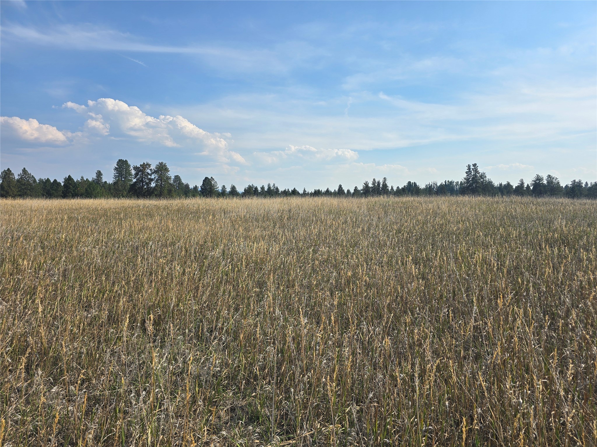 nhn Fescue Slope Road