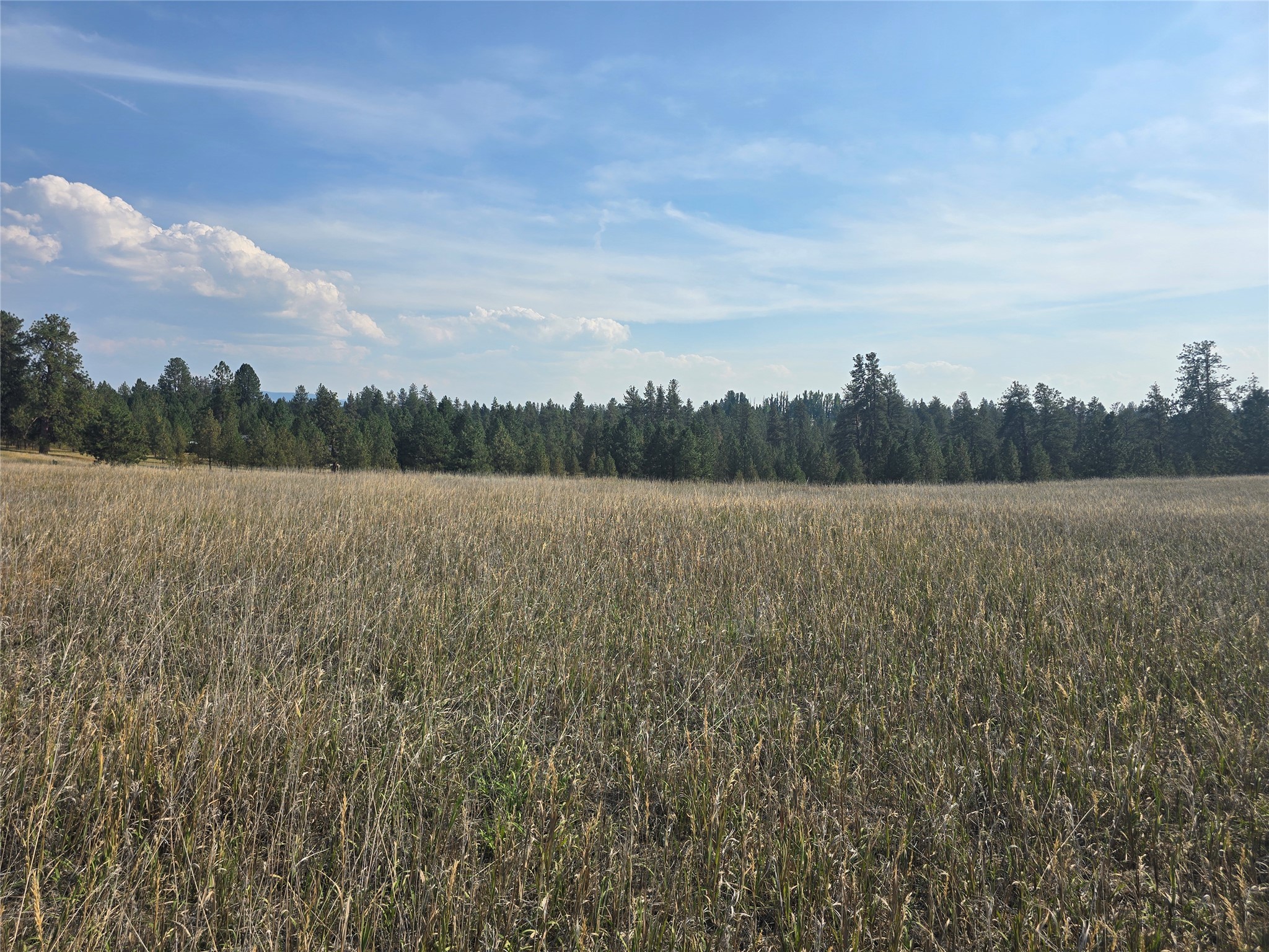 nhn Fescue Slope Road