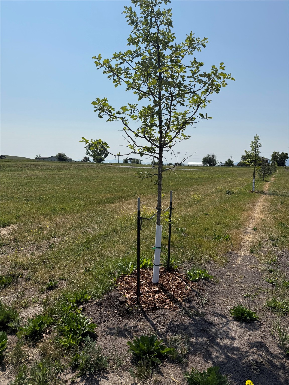 NHN Trojan Court Lot 8