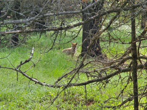 Tiny photo for 28341 Yaak River Road, Troy, MT 59935 (MLS # 30072512)