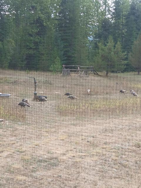 Tiny photo for 77 Wildwood Drive, De Borgia, MT 59830 (MLS # 30076326)