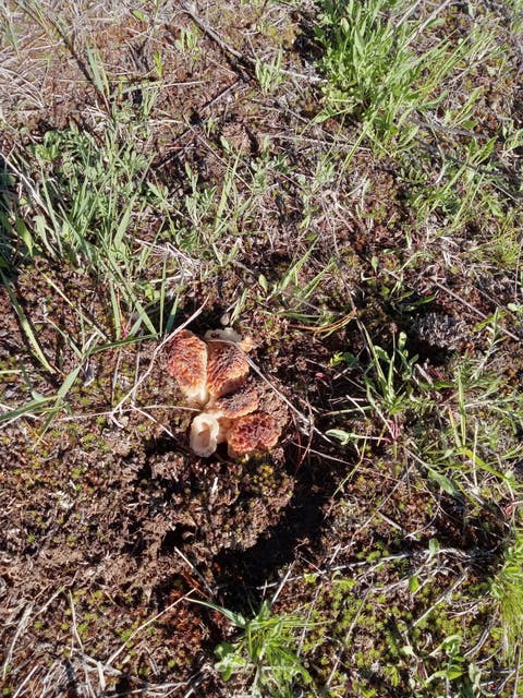 Tiny photo for 77 Wildwood Drive, De Borgia, MT 59830 (MLS # 30076326)