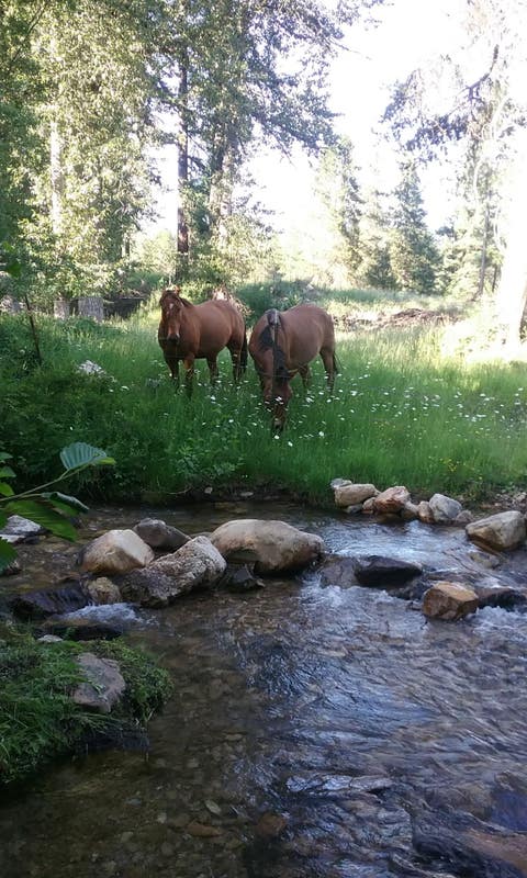 Tiny photo for 77 Wildwood Drive, De Borgia, MT 59830 (MLS # 30076326)