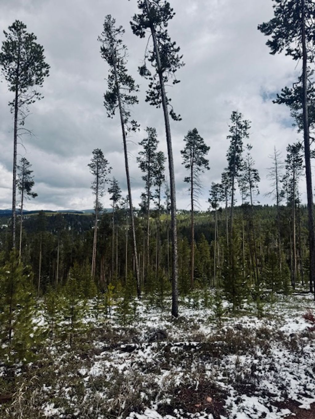 Photo of Lot 30 Park Road, Philipsburg, MT 59858 (MLS # 30069833)