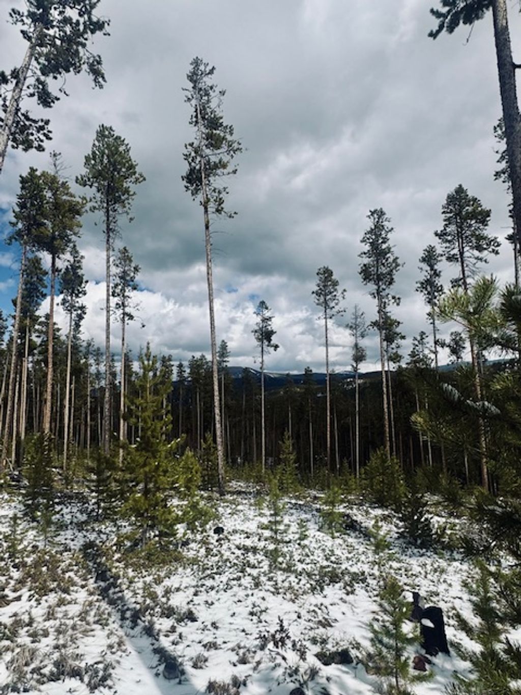 Photo of Lot 30 Park Road, Philipsburg, MT 59858 (MLS # 30069833)