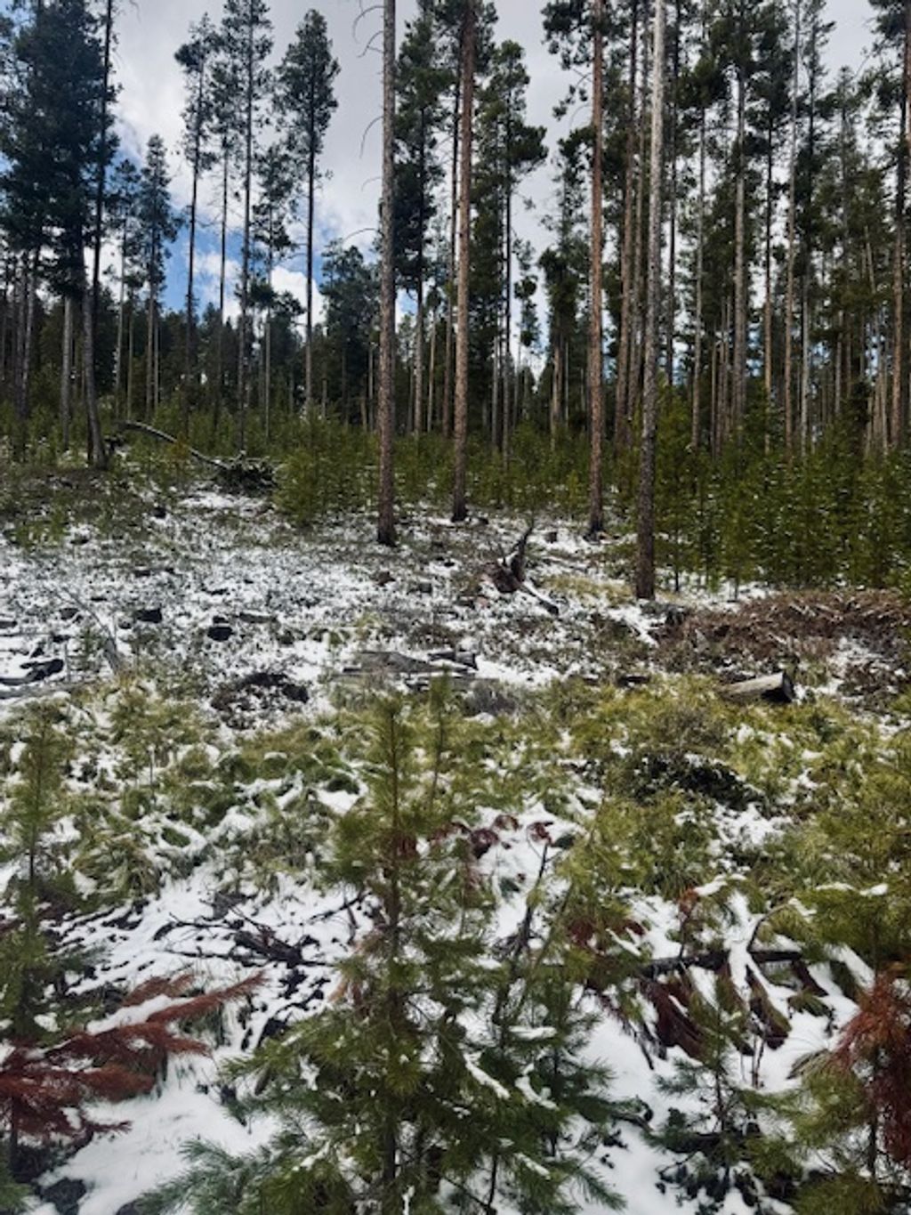 Photo of Lot 30 Park Road, Philipsburg, MT 59858 (MLS # 30069833)