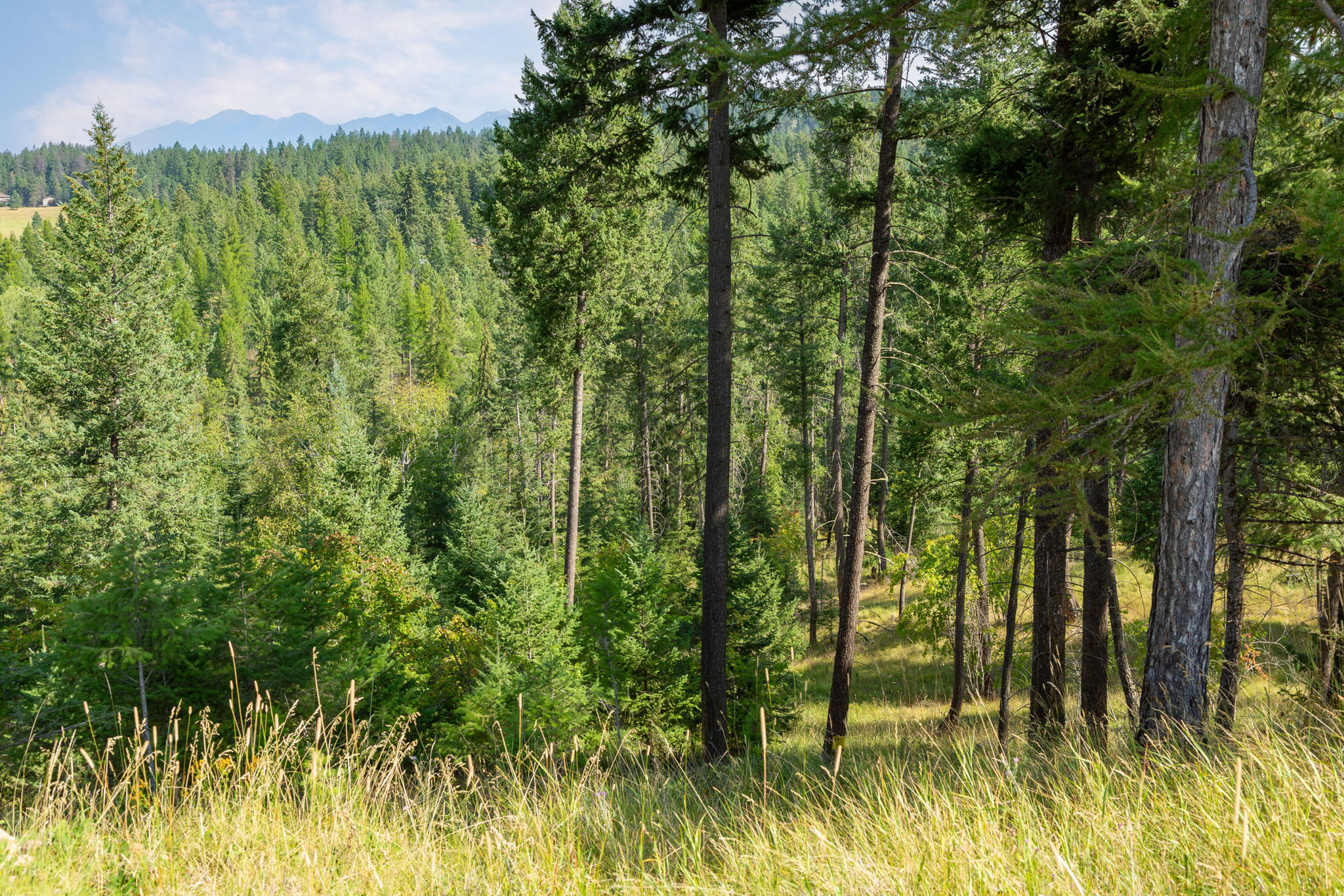 Bigfork, Montana 59911, United States, 5 Bedrooms Bedrooms, ,4 BathroomsBathrooms,Residential,Active,205278