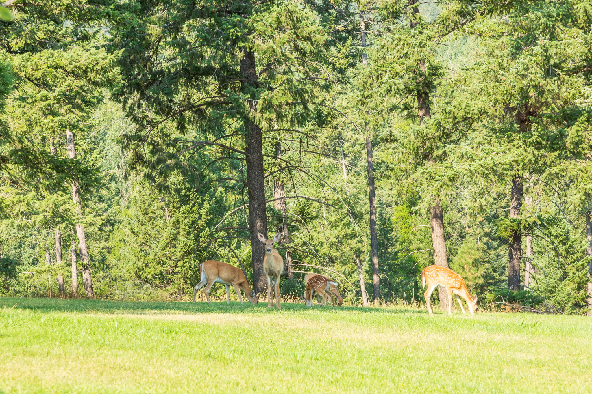 Bigfork, Montana 59911, United States, 5 Bedrooms Bedrooms, ,4 BathroomsBathrooms,Residential,Active,205278