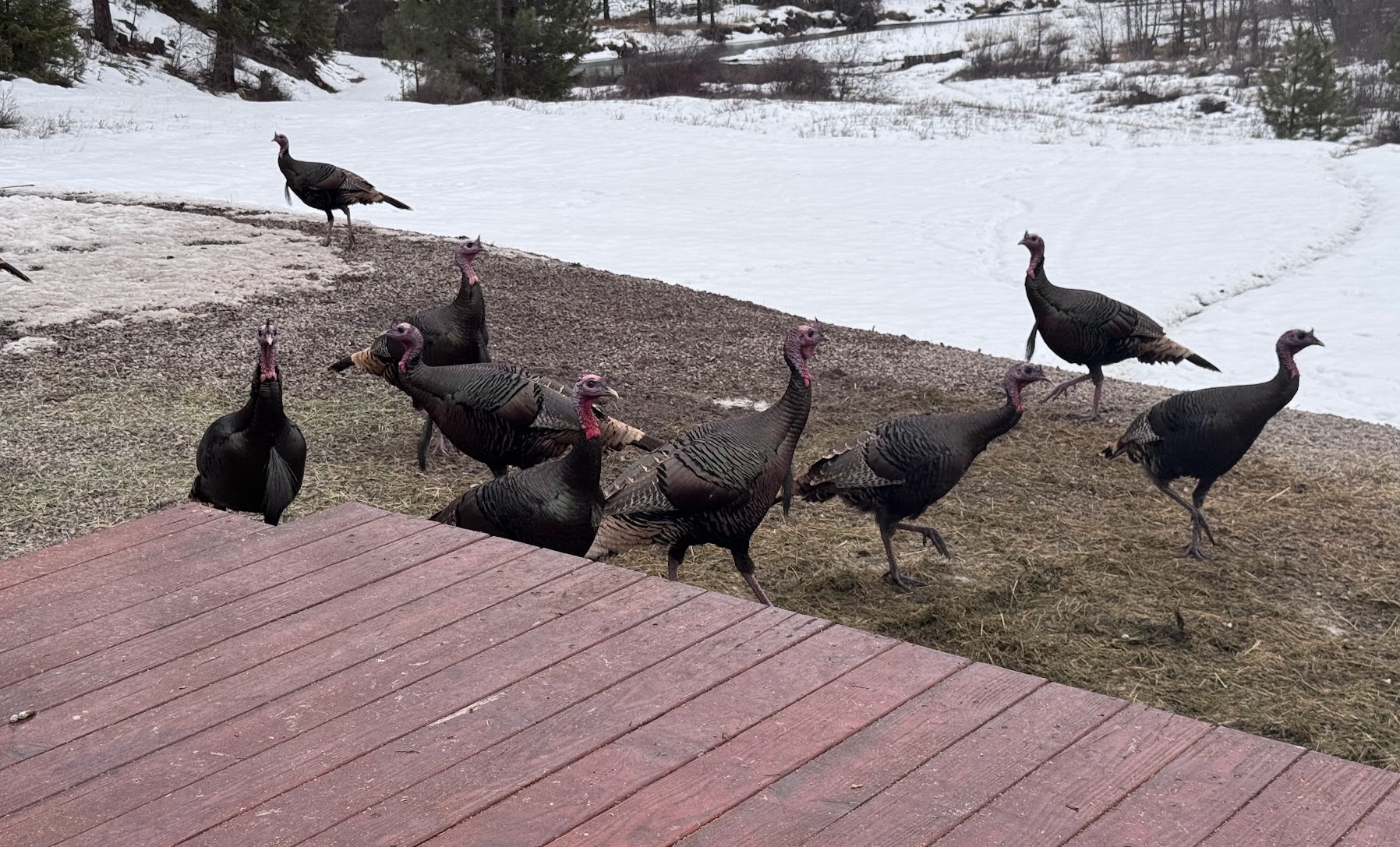 Huson, Montana 59846, United States, 3 Bedrooms Bedrooms, ,2 BathroomsBathrooms,Residential,Pending,81690