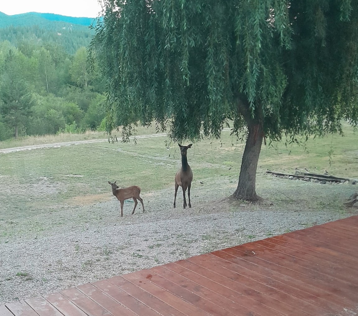 Huson, Montana 59846, United States, 3 Bedrooms Bedrooms, ,2 BathroomsBathrooms,Residential,Pending,81690