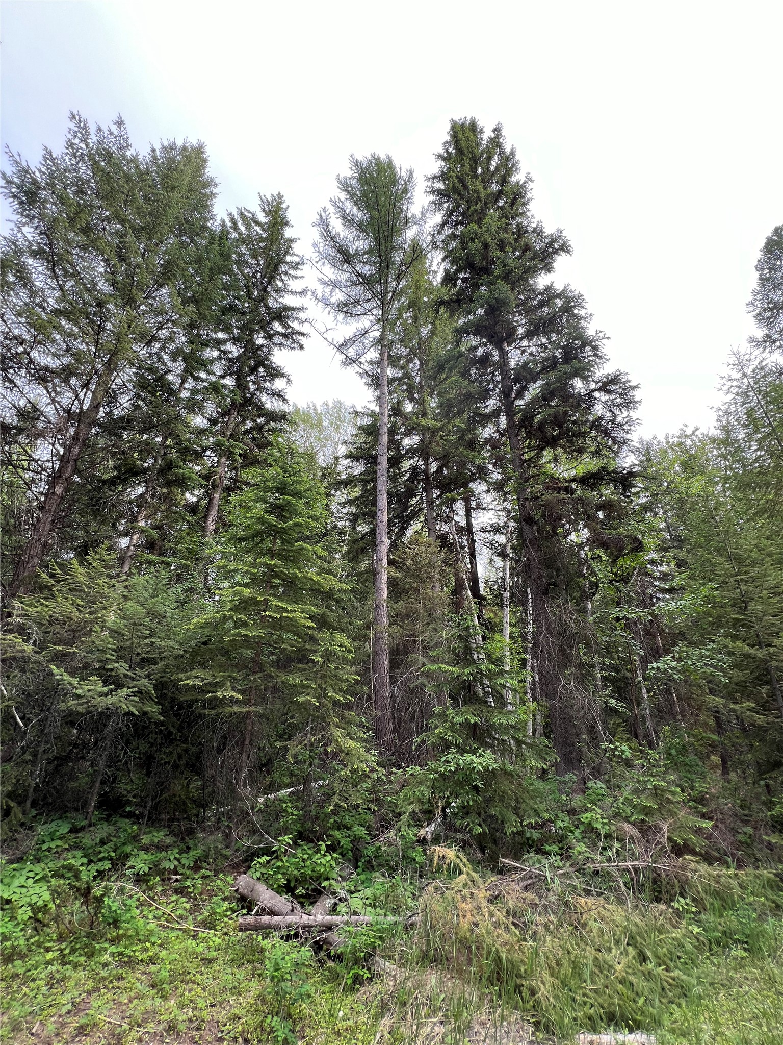 NHN Soaring Eagle Trail