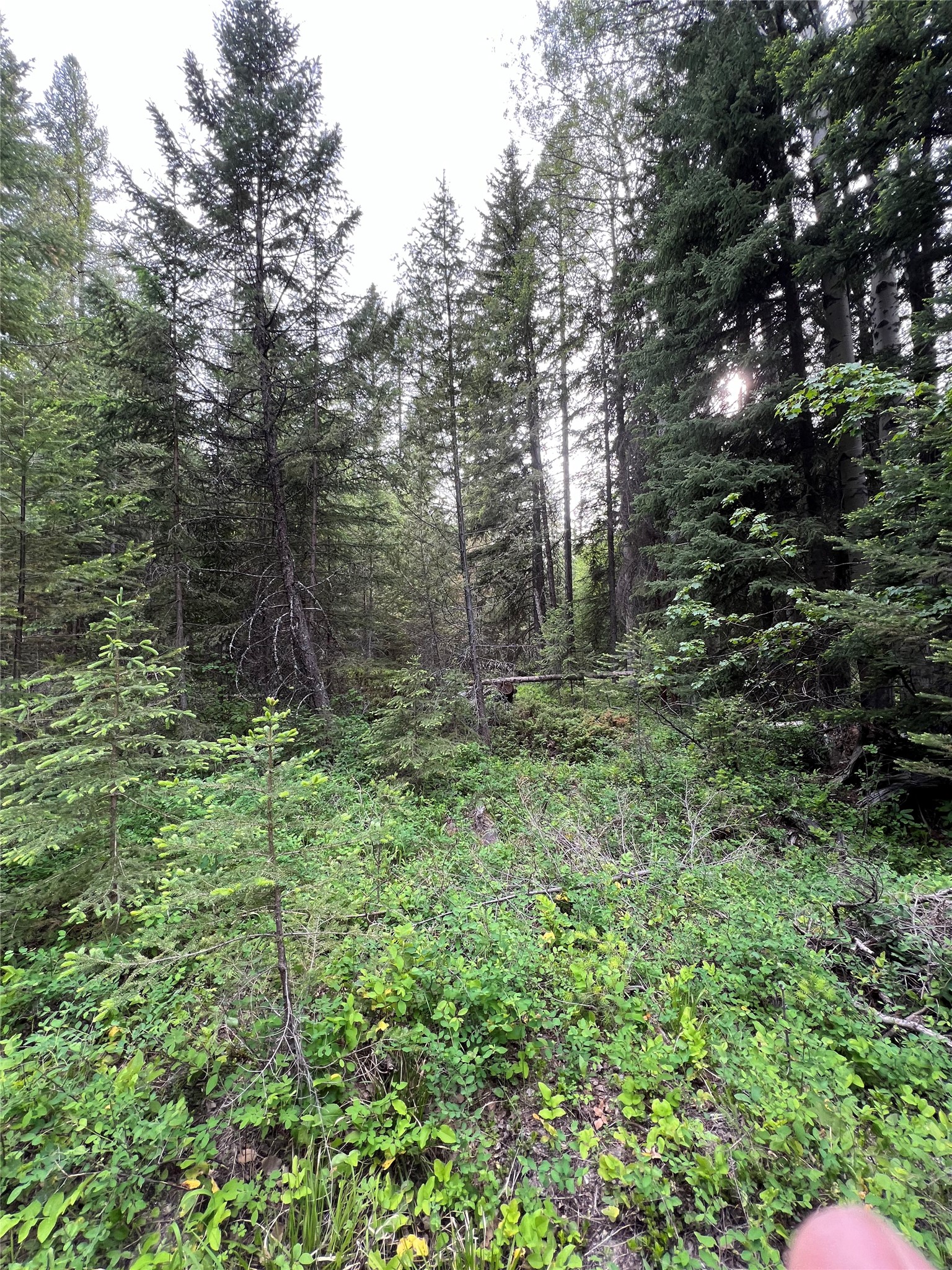 NHN Soaring Eagle Trail
