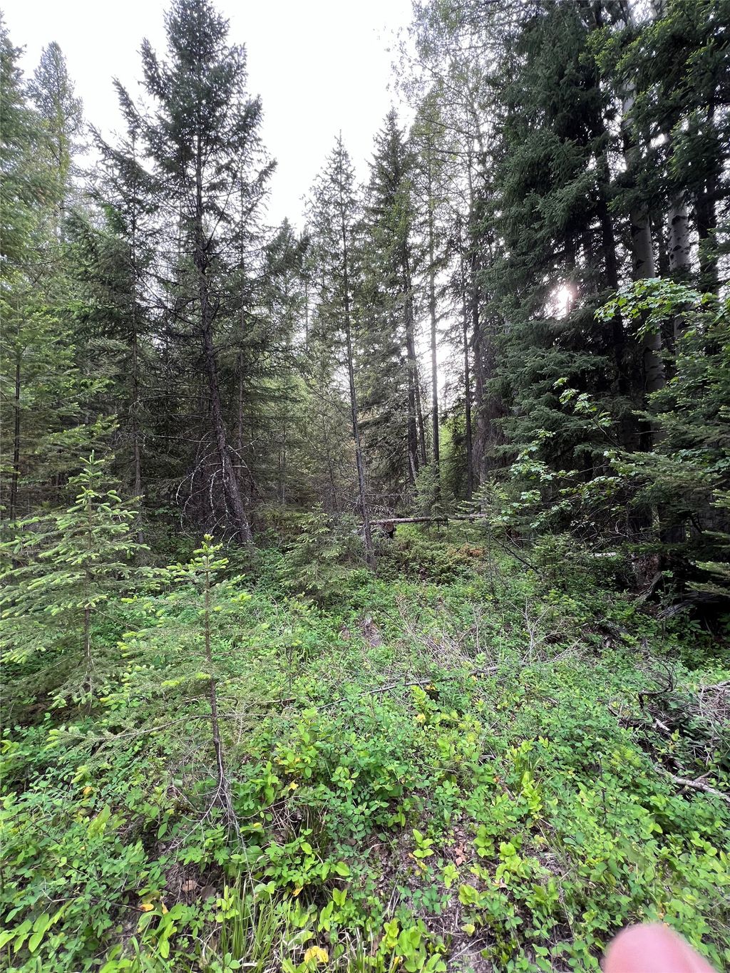 Photo of NHN Soaring Eagle Trail, Fortine, MT 59918 (MLS # 30069411)