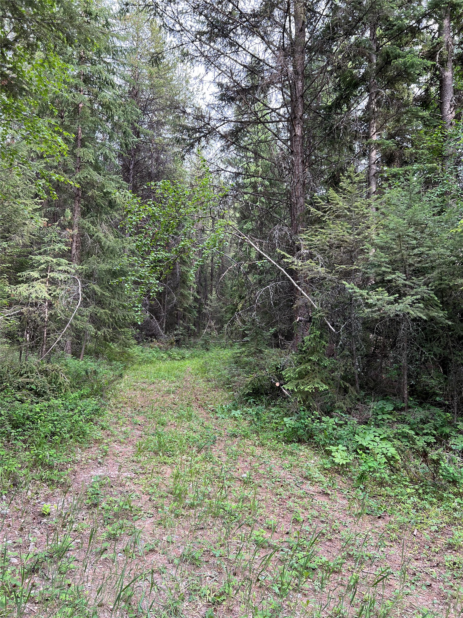 NHN Soaring Eagle Trail