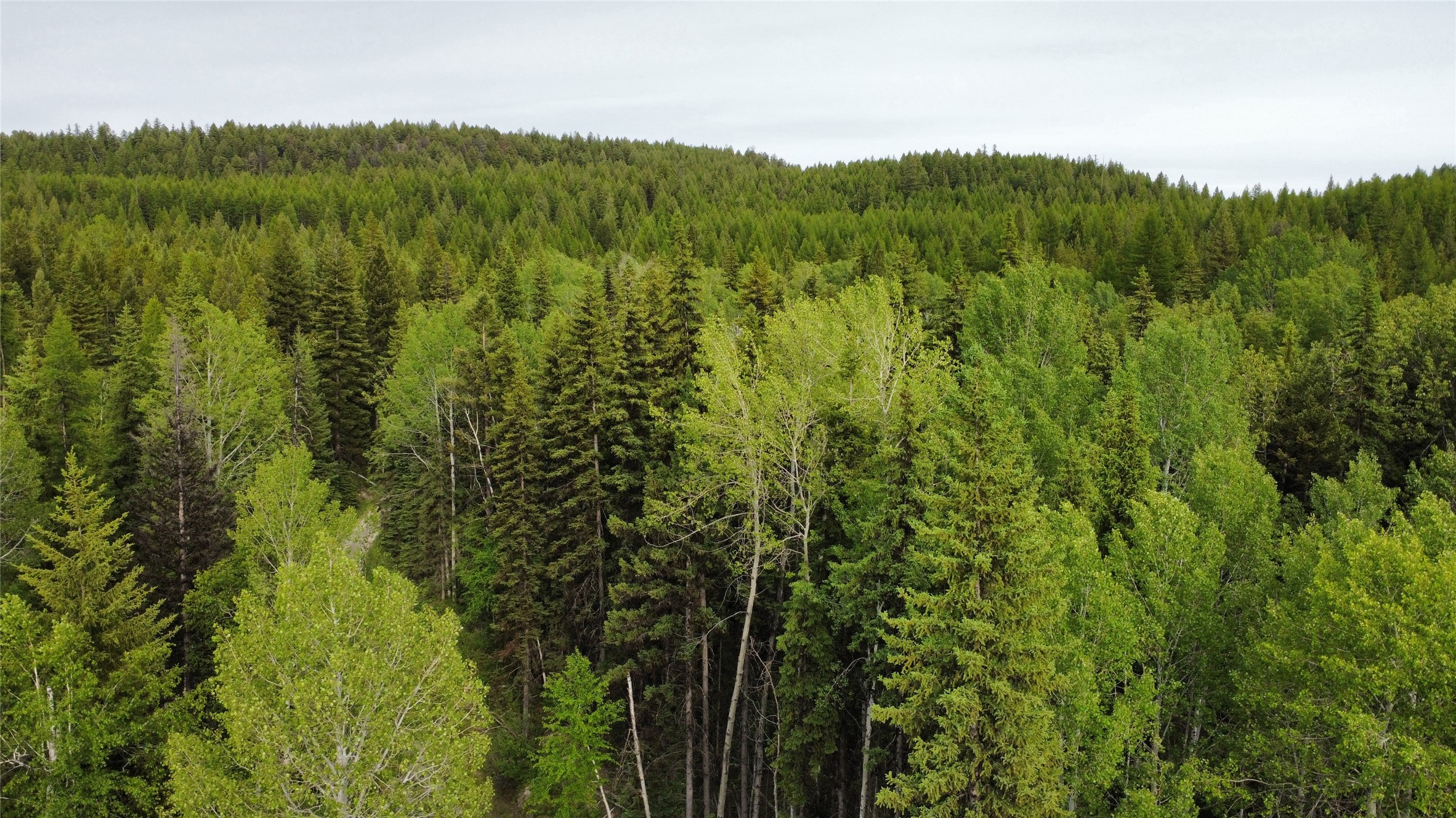 NHN Soaring Eagle Trail