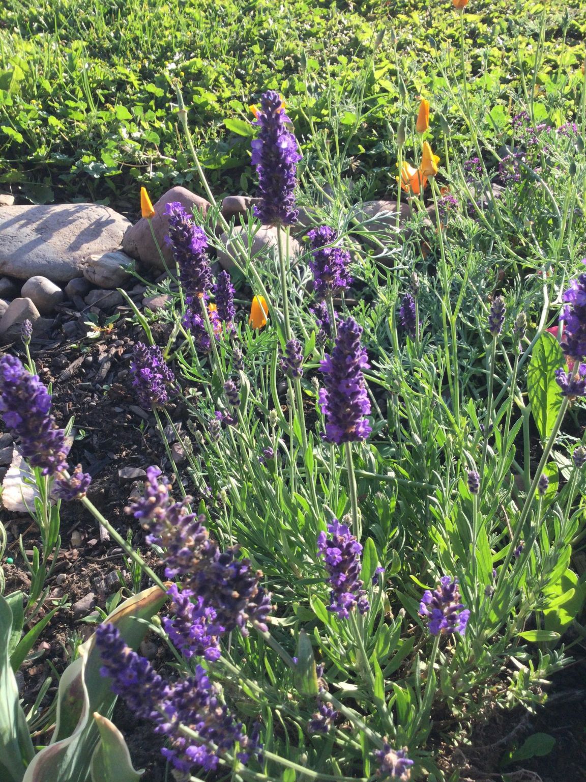 Arlee, Montana 59821, United States, 2 Bedrooms Bedrooms, ,1 BathroomBathrooms,Residential,Pending,106654