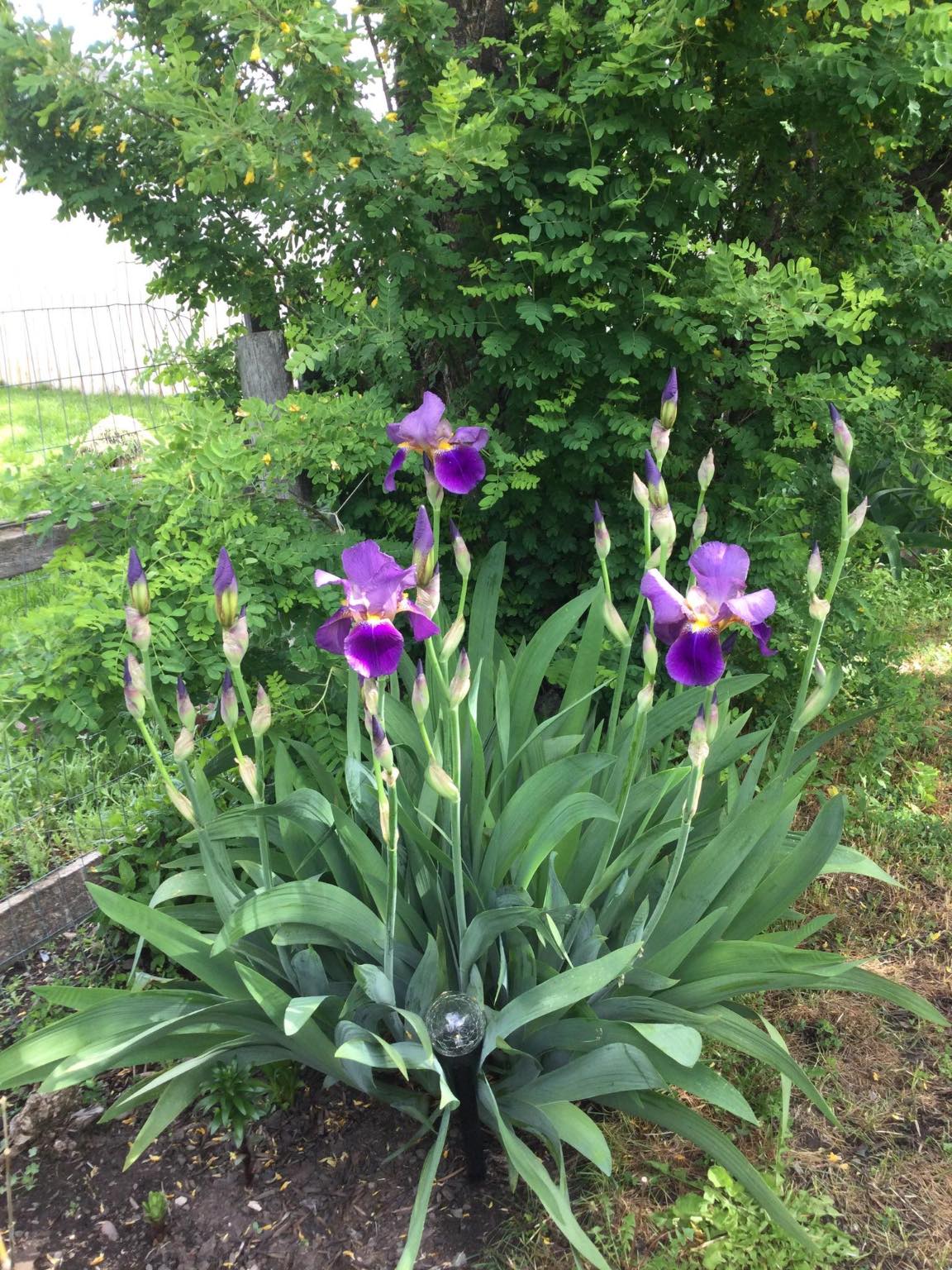 Arlee, Montana 59821, United States, 2 Bedrooms Bedrooms, ,1 BathroomBathrooms,Residential,Pending,106654