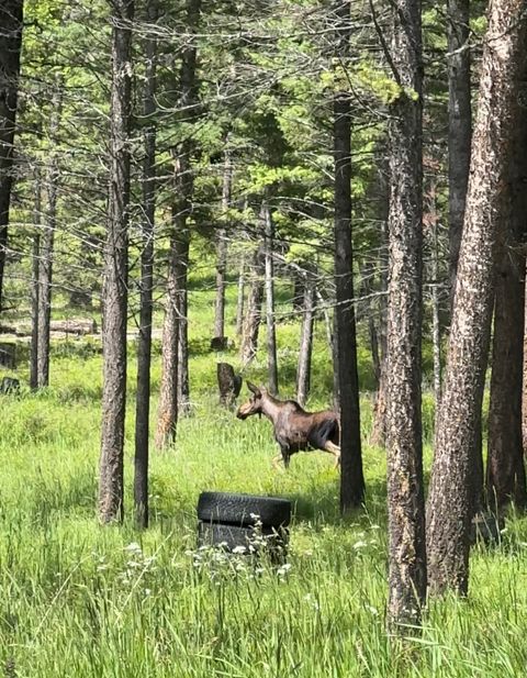 Tiny photo for 400 Buffalo Trail, Somers, MT 59932 (MLS # 30071532)