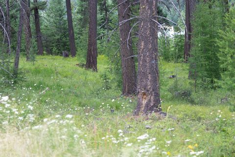 Tiny photo for Address To Be Determ The Woodlands #Lot 9, Whitefish, MT 59937 (MLS # 30053490)