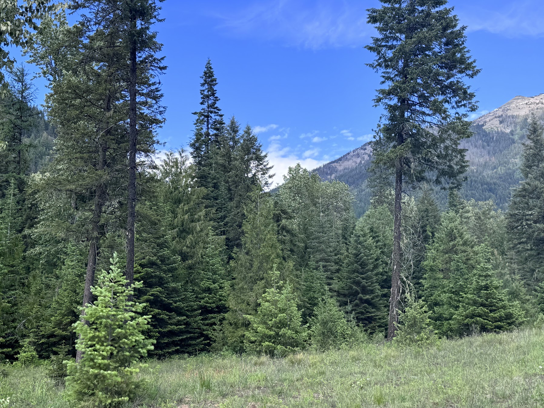 Heron, Montana 59844, United States, 3 Bedrooms Bedrooms, ,3 BathroomsBathrooms,Residential,Active,147355