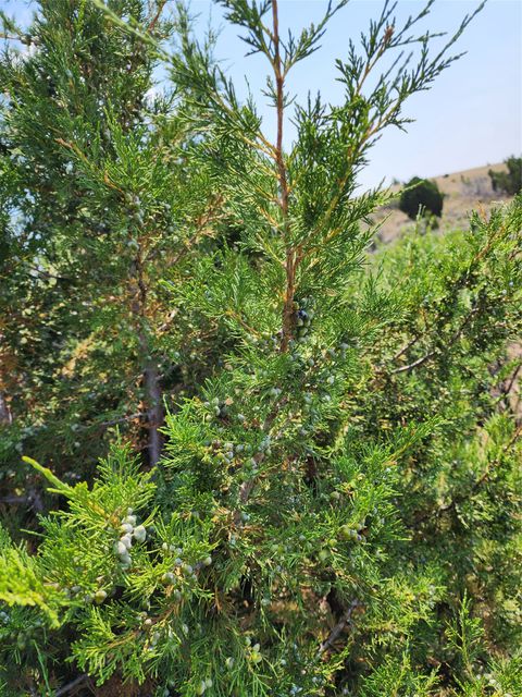 Tiny photo for NHN Copper City "BLM" Road, Three Forks, MT 59752 (MLS # 30068598)