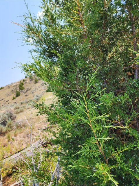Tiny photo for NHN Copper City "BLM" Road, Three Forks, MT 59752 (MLS # 30068598)