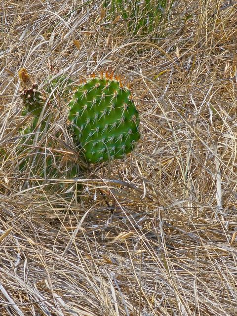Tiny photo for NHN Copper City "BLM" Road, Three Forks, MT 59752 (MLS # 30068598)