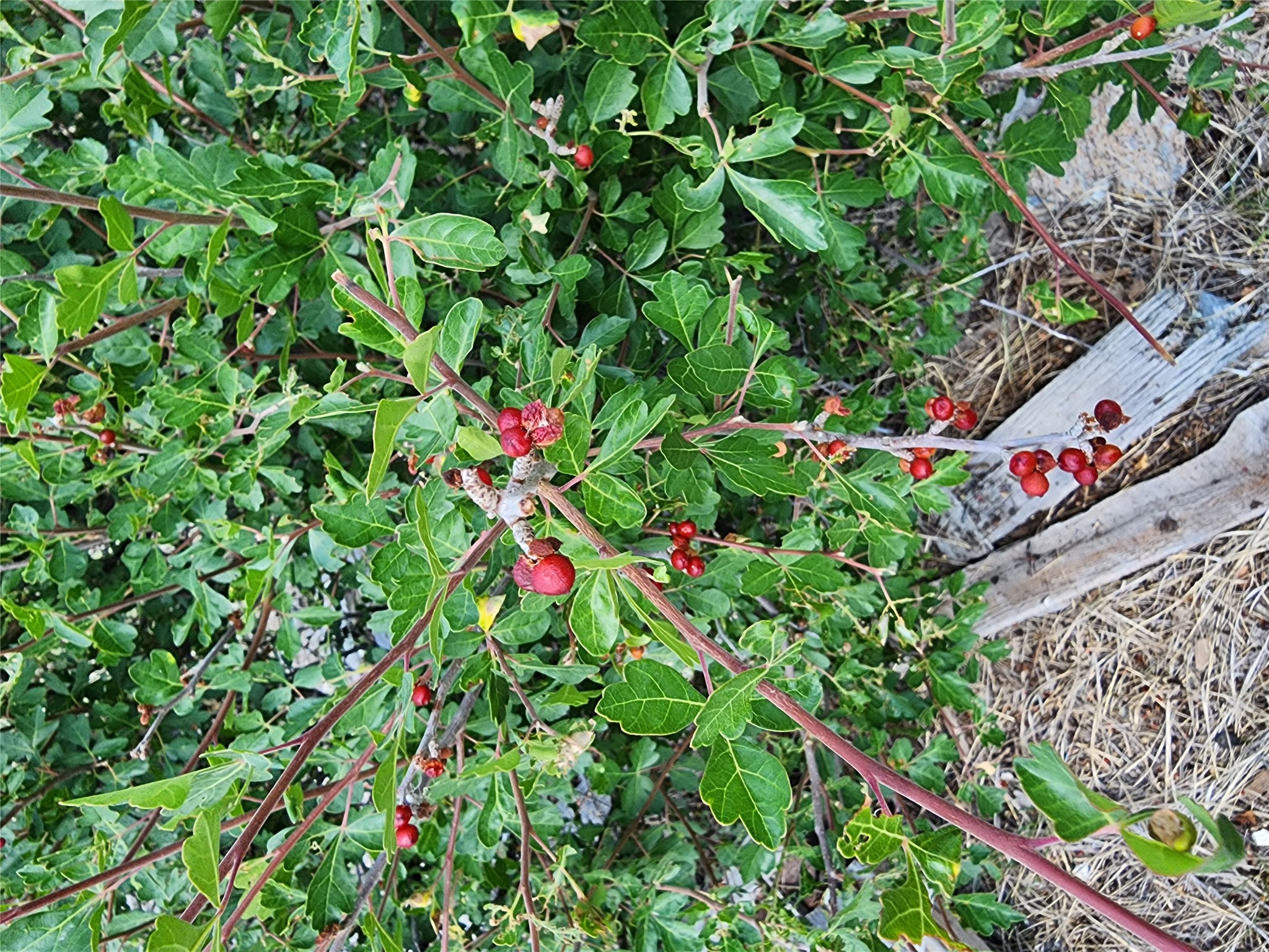 NHN Copper City "BLM" Road
