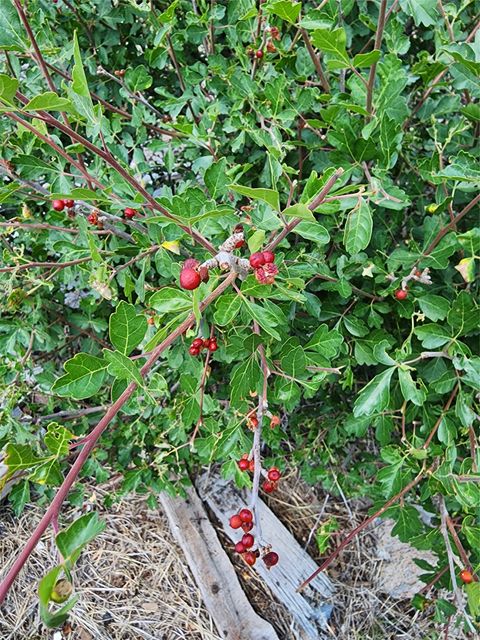 Tiny photo for NHN Copper City "BLM" Road, Three Forks, MT 59752 (MLS # 30068598)