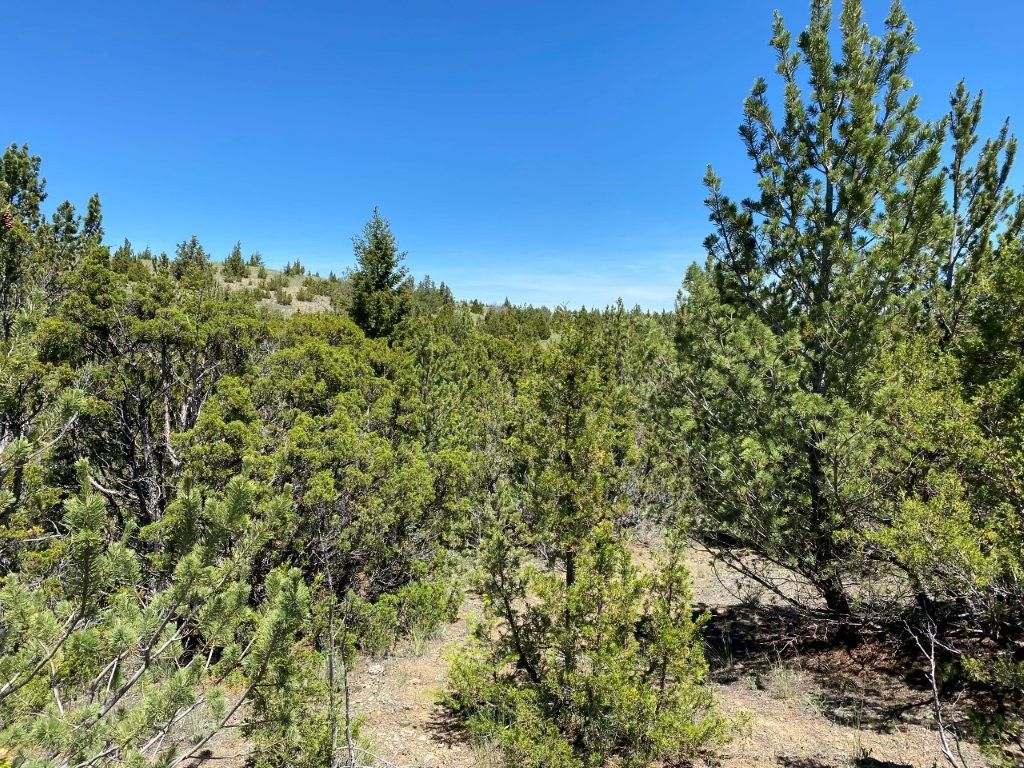 Photo of 17 Keating Gulch Road, Townsend, MT 59644 (MLS # 30068959)