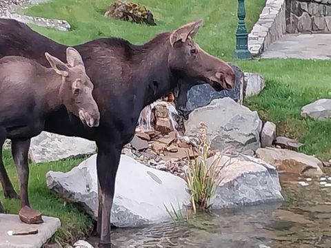 Tiny photo for 17274 / 17276 Bull Lake Road, Troy, MT 59935 (MLS # 30069529)